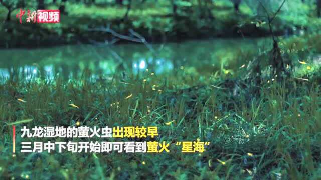 丽水九龙国家湿地公园“点亮”萤火虫“星”海