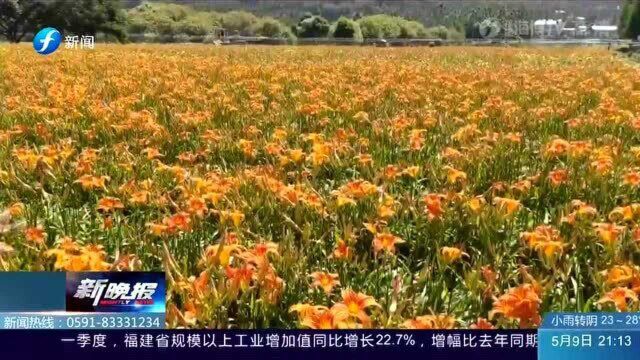 金黄花海!日月潭金针花盛开景色怡人 花农:春雨来的太及时