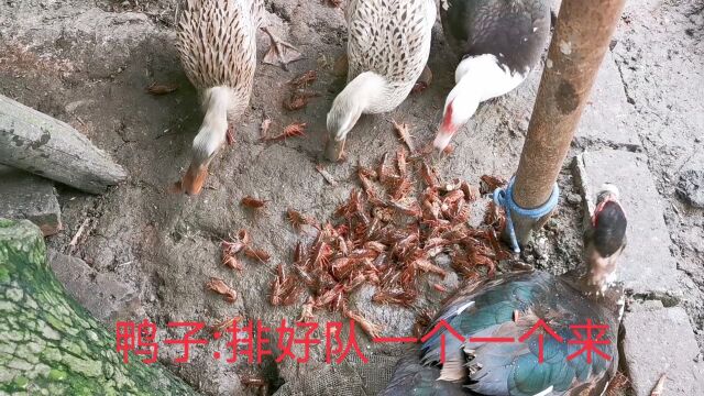 潜江小龙虾价格太低!小伙拿去当饲料喂鸭子,黑鸭子开心坏了