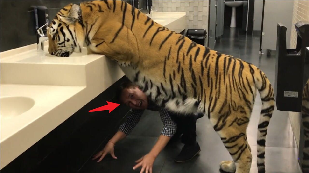 老外错把真老虎当"假虎":这皮套真不错!下一秒当场"吓傻"!