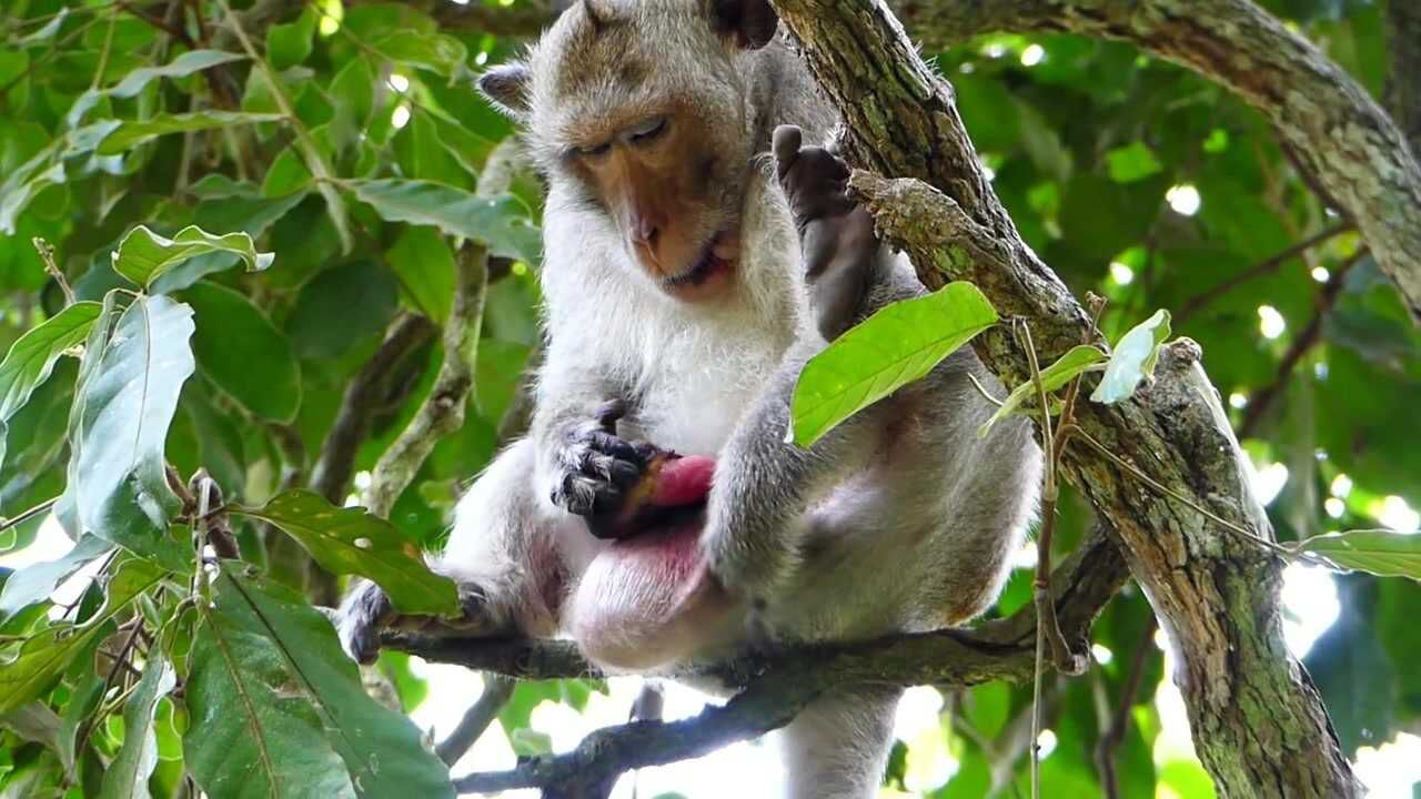 猴子身上长的那个东西是什么?像不是像瘤子