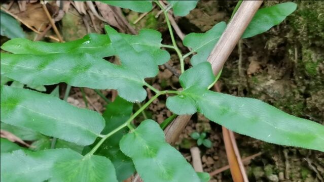 这种植物叶子长得很漂亮,它叫海金沙,是一种野生中草药材,来认识一下吧