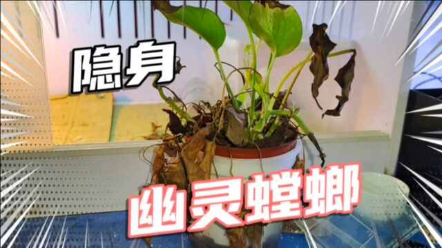 饲养的幽灵螳螂不仅是伪装大师,还是一个高级演员,太能躺尸了