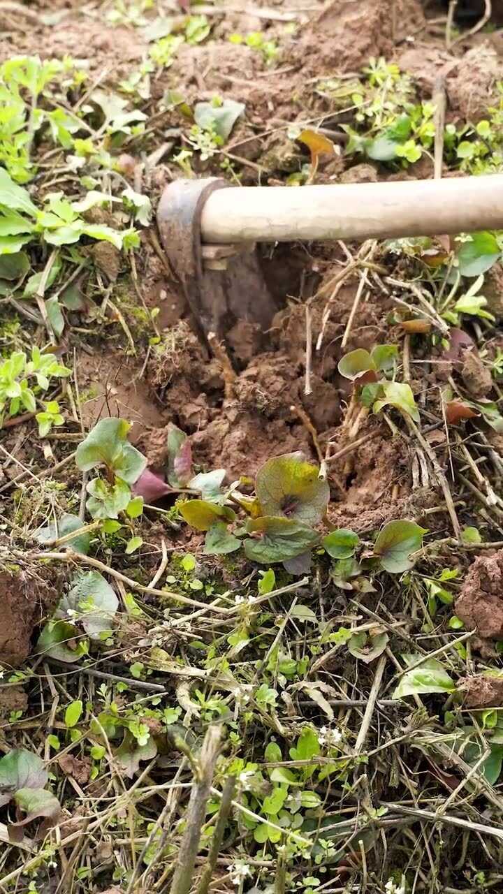 春暖花开去农村挖折耳根凉拌起吃,麻辣和甜味你喜欢哪种味道