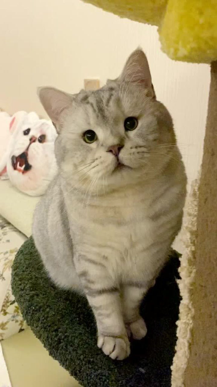 不能说毫不相干吧简直一模一样梅尼耶李荣浩傻傻分不清