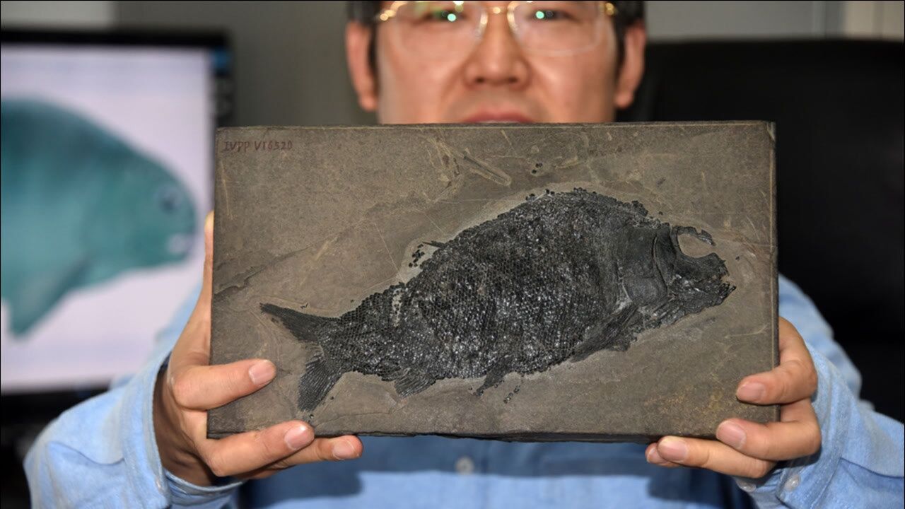 5600万年前鱼化石证明"鱼生艰难" ,曾在35℃海水中存活
