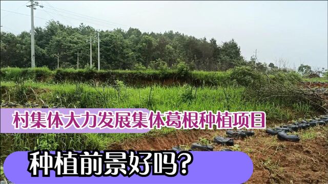 村集体大力发展集体葛根种植项目,种植前景好吗?