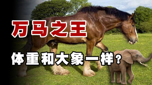 “万马之王” 夏尔马,能拉动将近80个成年人,如今即将灭绝?序列 01