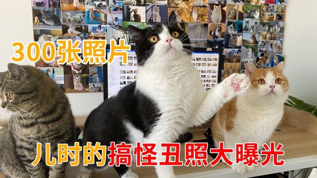 300张猫咪照片,记录12只猫咪的成长,你还记得哪一张#萌宠百善乘着春风传递爱#