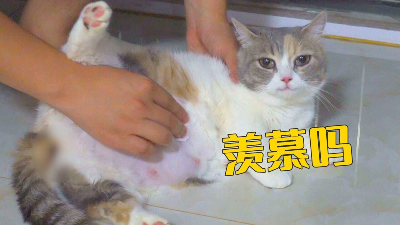 母猫产后涨奶难受，我老公天天帮它揉，待遇真好！#萌宠百善乘着春风传递爱#_高清
