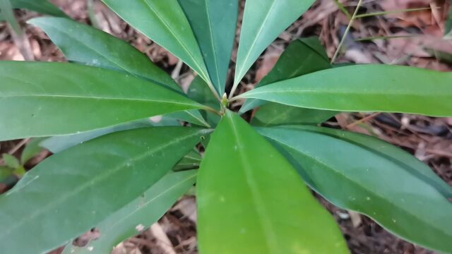 这种植物叫东方紫金牛,也叫春不老,认识一下