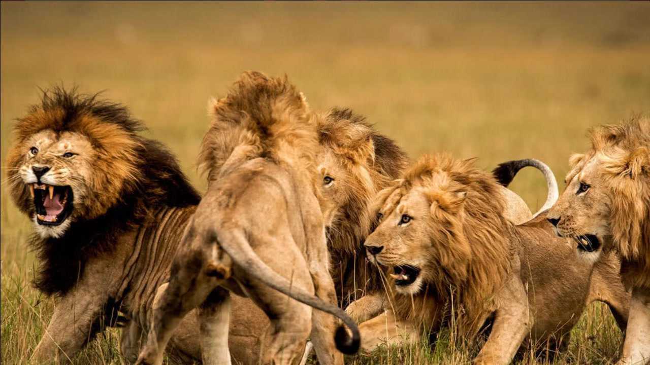 卡里又称诺迟,一代传奇狮王的成王之路