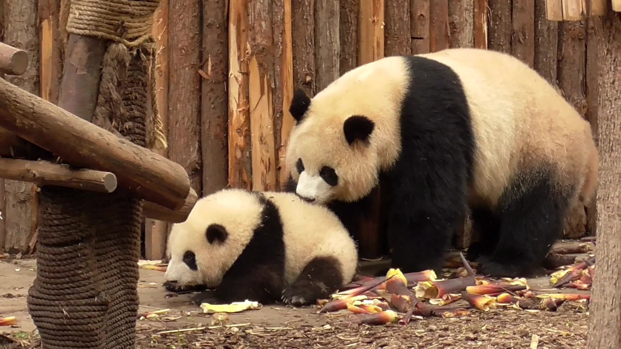 大熊猫和花:干妈,我不想起飞了