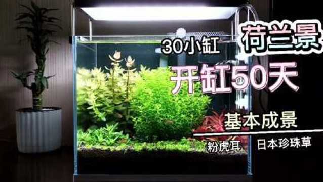 基本成景:荷兰景30小缸开缸50天,粉虎耳迷你血心兰真漂亮