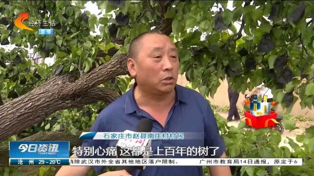 石家庄赵县27棵百年梨树遭砍伐!村民心痛:都300年了!