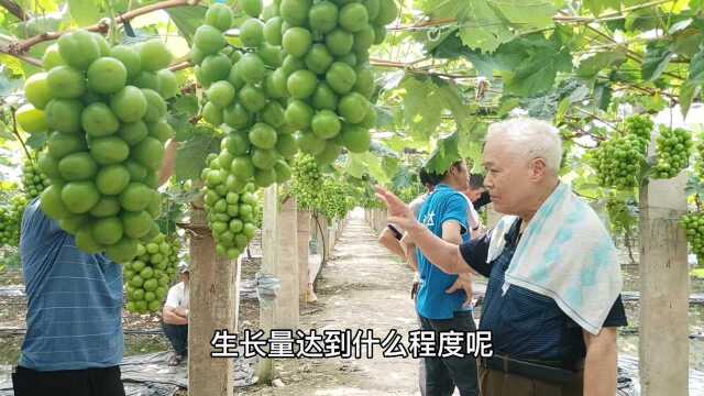 阳光玫瑰小苗管理很重要,当年的生长量决定了第二年的产量和果子品质