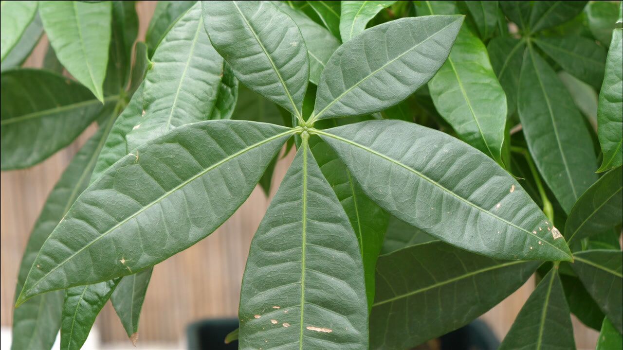 不要放在太荫蔽的环境 7生肖羊属羊的人适合他的招财花就是金桔了