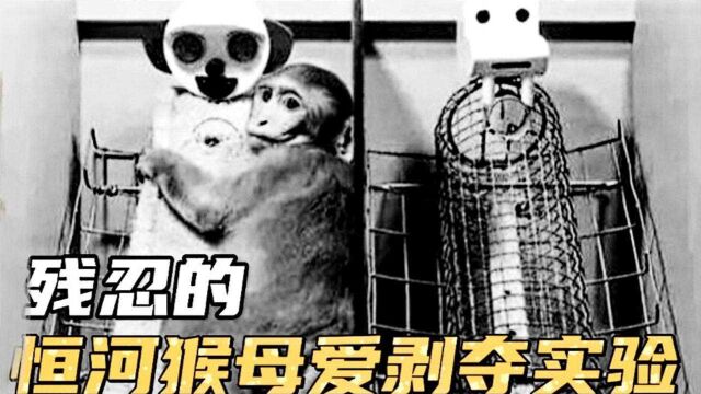 哈洛的恒河猴母爱剥夺实验,建立了新时代的育儿方式