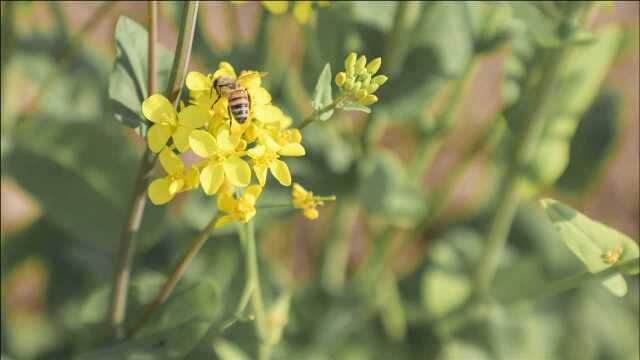 「风景小片」京郊油菜花田,金灿灿的花儿绽放在最美的人间四月天