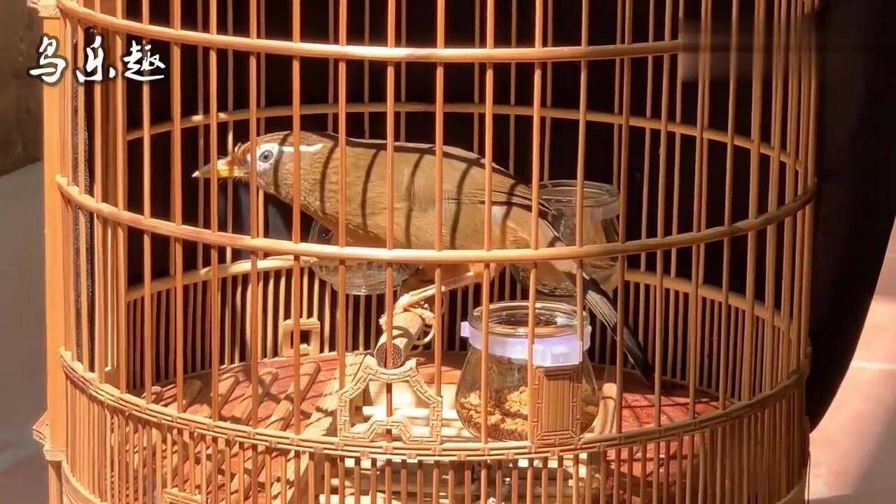 母鸟叫声,母画眉鸟叫声,拿来逗公画眉鸟叫唤的神器