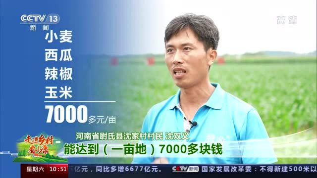 【走进乡村看小康】河南尉氏沈家村:一年四熟 算算小康账