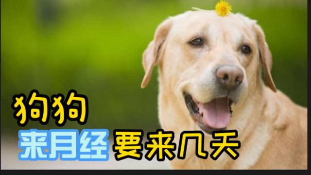 狗狗来月经要来几天