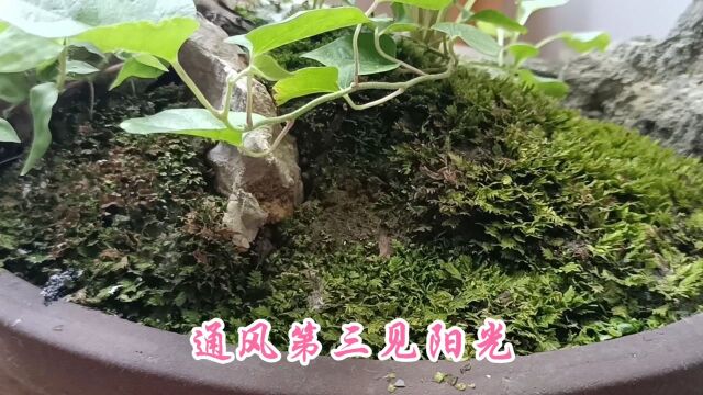 苔藓要想绿,它有个规律