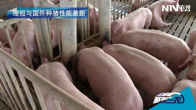 国外引进种猪、本土化选育:缩短与国外种猪性能差距