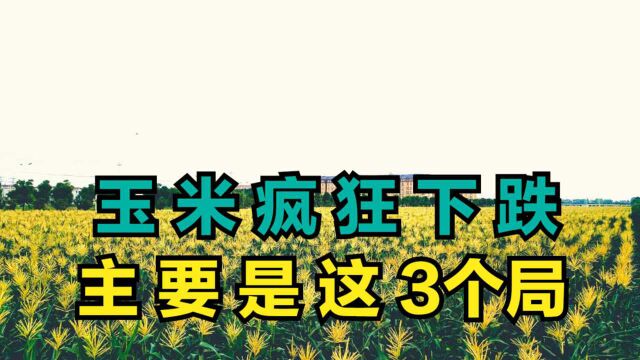 玉米疯狂下跌出人意料,主要是这3个“局”,后市行情解析