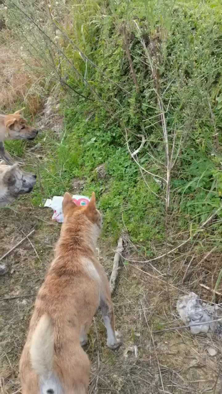 中华田园犬广西土猎犬大战眼镜蛇