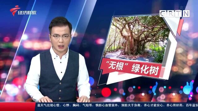 广州惊现“无根”绿化树 抗风能力引人忧