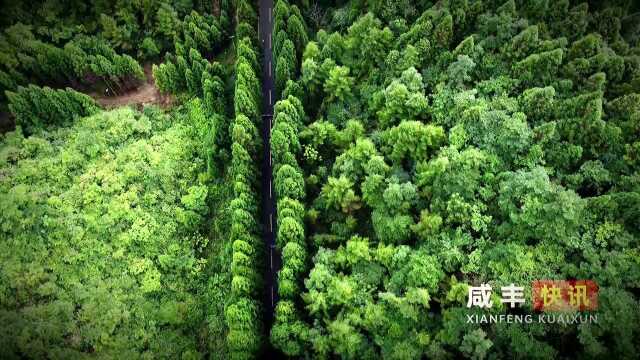 咸丰坪坝营森林公路,竟然这么美!