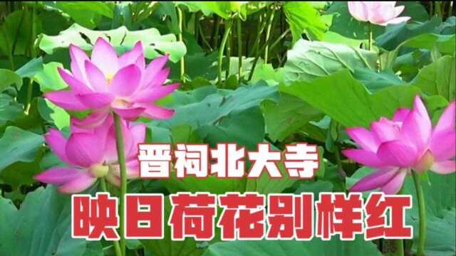 晋源区北大寺荷花苑300亩荷塘,接天莲叶无穷碧映日荷花勾游人