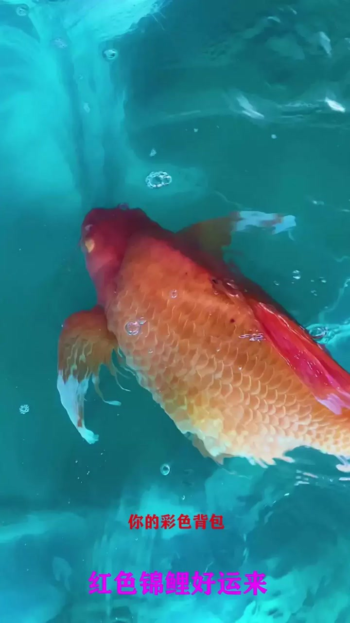 红蝴蝶锦鲤鱼,听说看到它的人都有好运,不知道是不是真的!