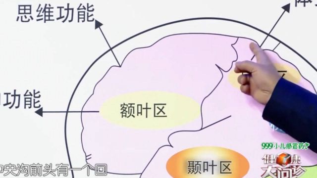 主任结合大脑功能分区图,详细介绍大脑组成,讲解生活中如何健脑