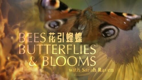 《花引蜂蝶 3 都市野花》- 人们已经失去了98%富含野花的土地，都市能再现野花踪迹吗？