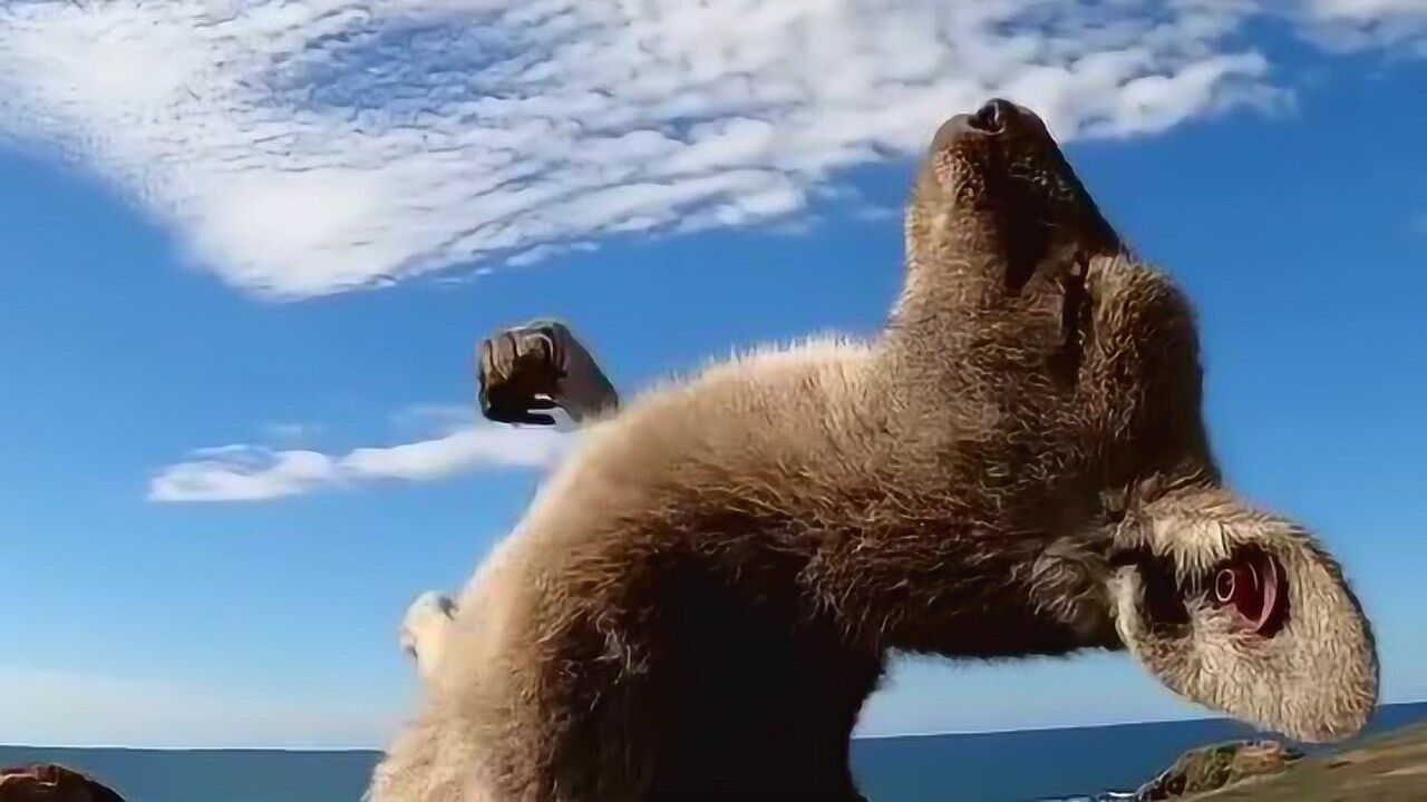 跟袋鼠伸伸懒腰袋鼠摇手太魔性了