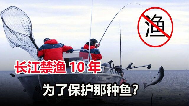 中国实行10年禁渔令,是为了保护什么鱼?结果如何了?