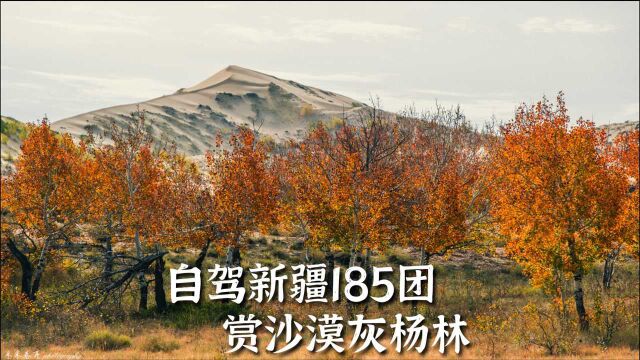 秋日自驾新疆阿勒泰地区,沙漠里的一抹红,赏185团灰杨林