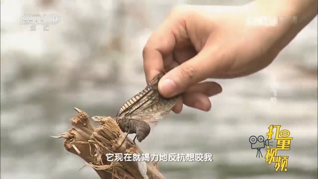 看起来令人生畏的越中巨齿蛉,实际上是素食者?对人造不成伤害