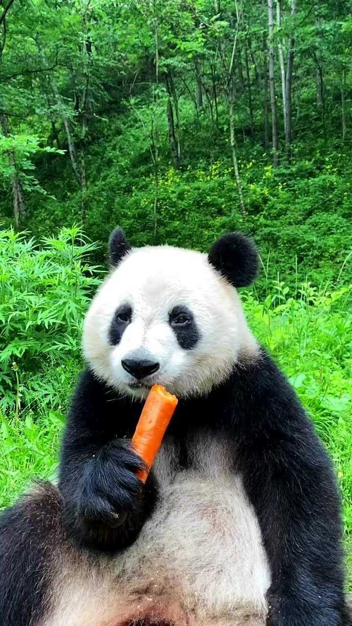 大熊猫吃胡萝卜太可爱了