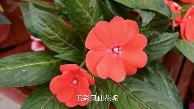 凤仙花的养护方法