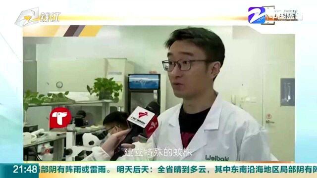 以蚊治蚊 广州一工厂日产500万只科技蚊