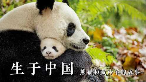 纪录片《生于中国》大熊猫丫丫和藏羚羊的故事,雄性藏羚羊笑翻了