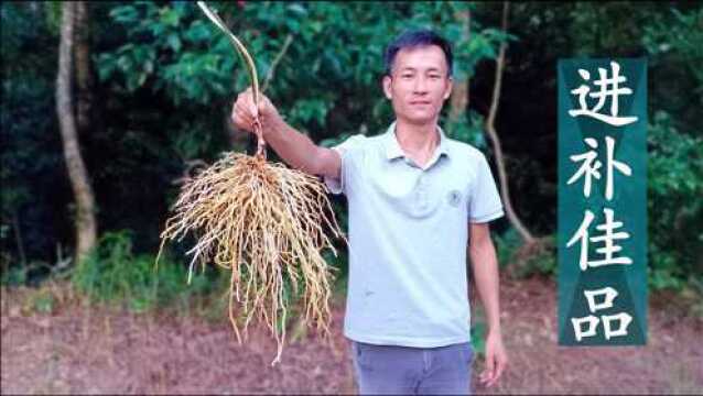 小伙发现一片珍贵的“牛尾菜”,它全身是宝,还是中老年人的福音