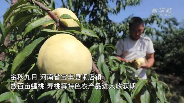 河南宝丰:特色农业助力农民增收