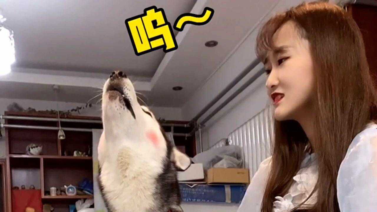 哈士猪天不怕地不怕就怕妮可小姐姐喊一声妈姥姥拿起扫把它就慌了