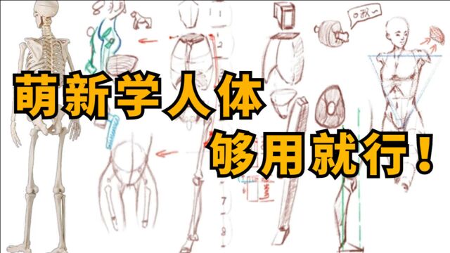 作为绘画萌新,要学多少人体结构知识才算合格?