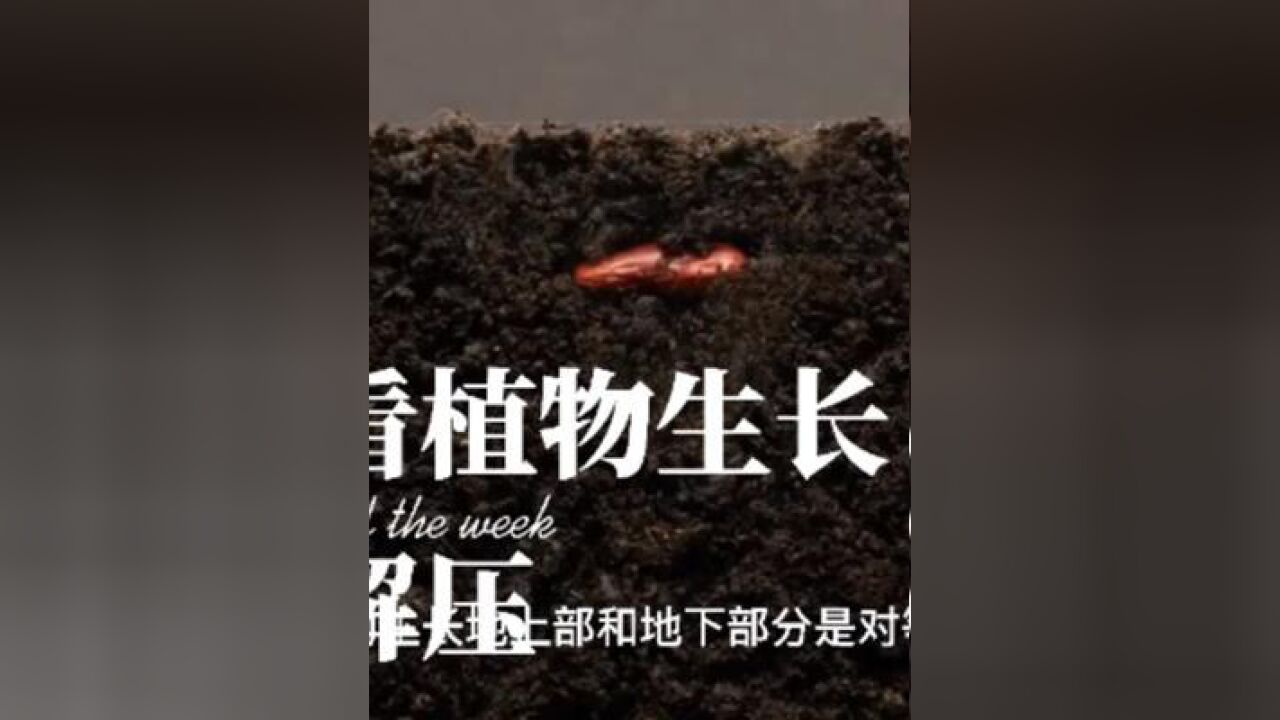 植物根系与地上部的比例叫根冠比,30秒带你看植物生长过程_高清1080P在线观看平台_腾讯视频