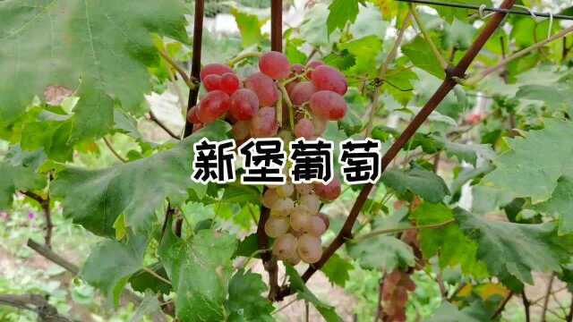 【寻味乌当】葡萄熟了 甜蜜整个秋天